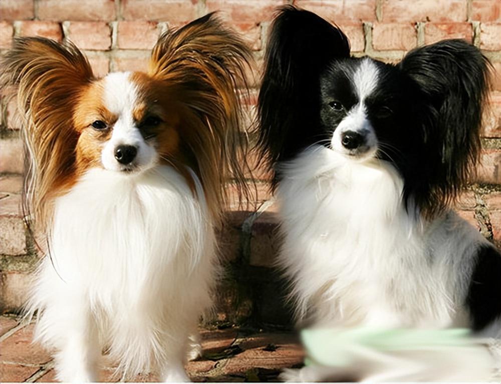 蝴蝶犬为什么禁养（犬中贵族“蝴蝶犬”）