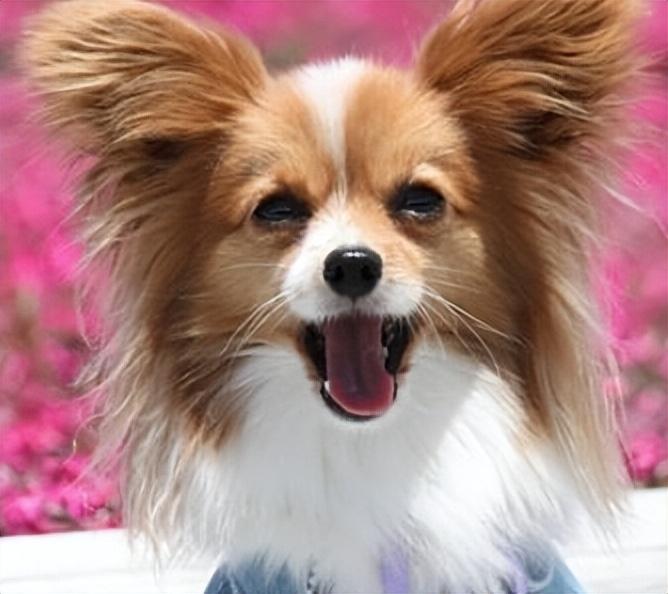 蝴蝶犬为什么禁养（犬中贵族“蝴蝶犬”）