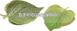 ​苏子叶可以冷冻保存吗?