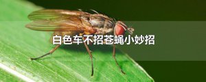 ​白色车不招苍蝇小妙招
