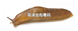 ​鼻涕虫有毒吗