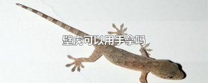 ​壁虎可以用手拿吗