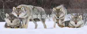 ​狼会游泳吗