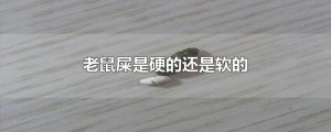 ​老鼠屎是硬的还是软的
