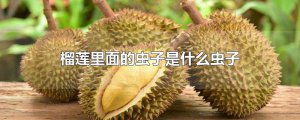 ​榴莲里面的虫子是什么虫子