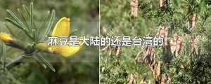 ​麻豆是大陆的还是台湾的