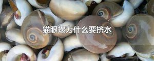 ​猫眼螺为什么要挤水