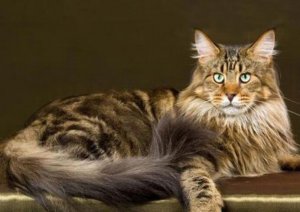 ​世界上最大的猫排名，缅因猫第一_体长1.23米