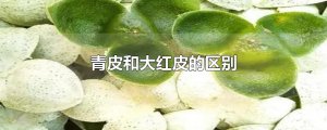​青皮和大红皮的区别