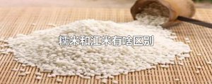 ​糯米和江米有啥区别