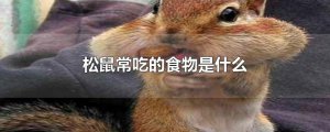 ​松鼠常吃的食物是什么