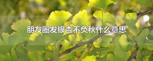 ​朋友圈发银杏不负秋什么意思
