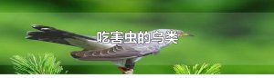 ​吃害虫的鸟类
