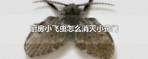 ​厨房小飞虫怎么消灭小窍门