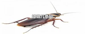 ​蟑螂几条腿