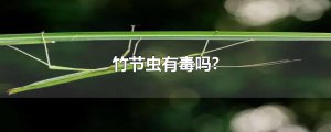 ​竹节虫有毒吗?
