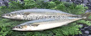 ​青占鱼为什么不能多吃
