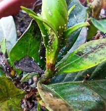 ​植物长蚜虫了怎么办小妙招（5个物理方法就能解决蚜虫）