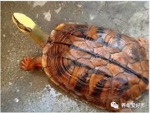 ​乌龟壳变软了是啥原因（乌龟壳变软是什么情况怎么解决）