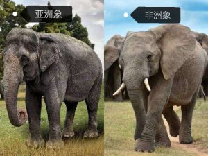 ​一头大象重多少吨（最大的大象有多大体重大概是多少）