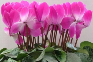 ​怎么让仙客来一直开花 开花后怎么处理