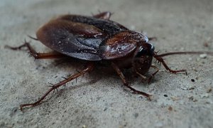 ​蟑螂怎么消灭方法几个