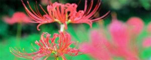 ​彼岸花的花语和象征（图）