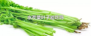 ​水芹菜叶子能吃吗