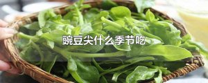 ​豌豆尖什么季节吃