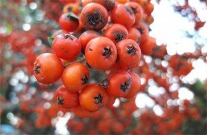 ​春节吃胖了怎么才能够快速刮油