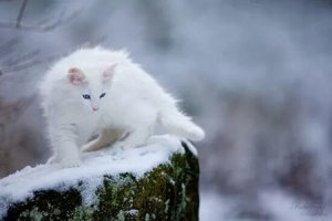 ​挪威森林猫的缺点 森林精灵的习性