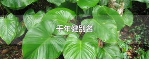 ​千年健别名