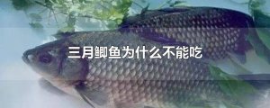 ​三月鲫鱼为什么不能吃