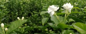 ​茉莉花干叶掉叶怎么回事