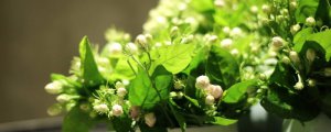 ​茉莉花可以淋雨吗