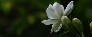 ​茉莉花夏天可以换盆吗