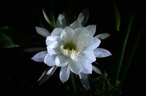 ​昙花的养殖方法