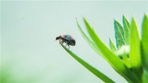 ​七星瓢虫是益虫还是害虫