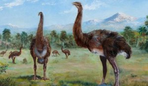 ​恐鸟什么时间毁灭的，19世纪50年月安排_曾是世界第一高鸟
