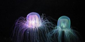 ​世界上最毒的水母箱水母，被遇到3分钟之内必死