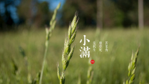 ​2023小满是几月几日 小满之后的节气是什么