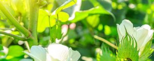 ​植物生长需要什么