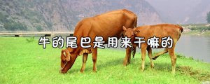 ​牛的尾巴是用来干嘛的 牛的尾巴能吃吗