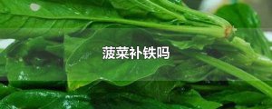 ​菠菜补铁吗 菠菜的功效与作用