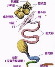 ​鸡一天能下几个蛋（养鸡场的鸡一天能下一个蛋啊）