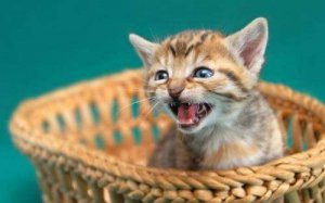 ​猫咪为什么一直叫不停（猫咪一直喵喵叫有什么原因）