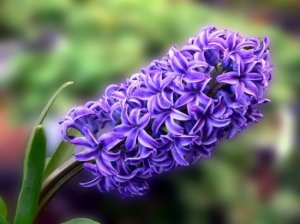 ​春天开的花有哪些
