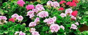 ​花生蜜虫了怎么处理