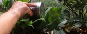 ​烟头水浇花能杀虫吗