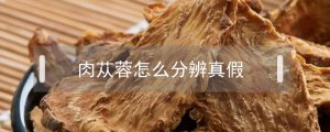 ​肉苁蓉怎么分辨真假
